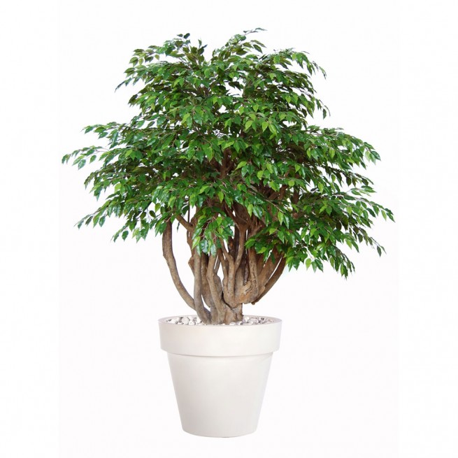 Planta semi-artificiala Ila, Ficus Golden Robusta Green - 180 cm